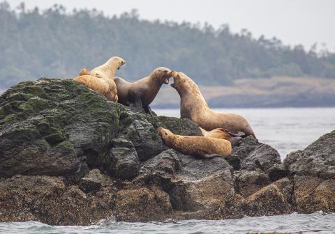 Sea Lions on a rocky island